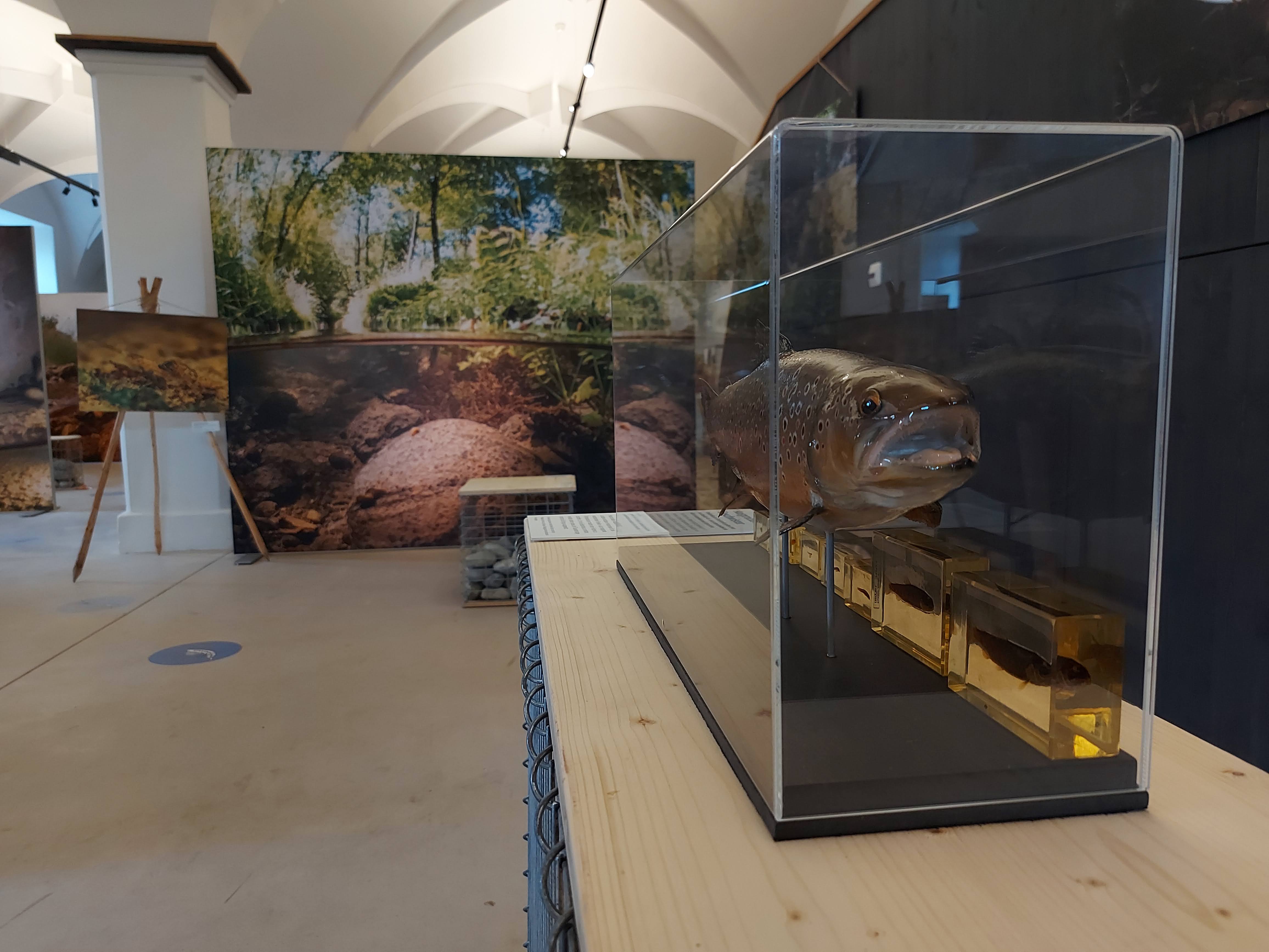 Forelle in Vitrine Seemuseum
